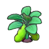 成熟的豆子