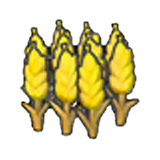 Ripe wheat