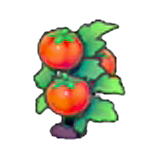 Ripe Tomato plant