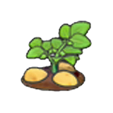 Ripe potato plant