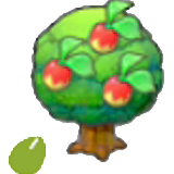 Leppa Seeds